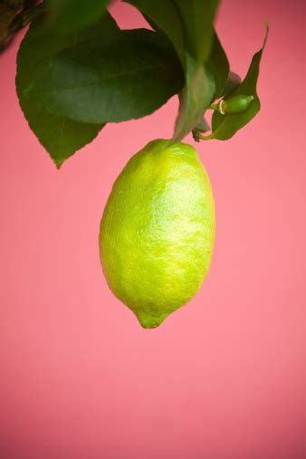 Low Hanging Fruit Pictures Download Free Images On Unsplash