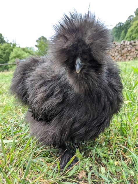 Silkie Chickens Breed Profile The Greenest Acre