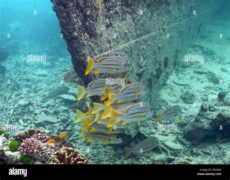 Shipwreck With Fish Stock Photo Alamy