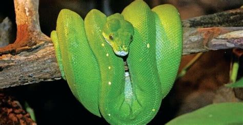 Green Tree Python Care Guide Diet Habitat And Behavior