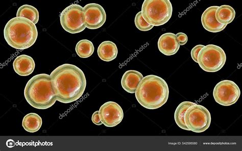 Blastomyces Dermatitidis Fungi Agente Causal Enfermedad Blastomicosis Que Afecta Los Fotografía