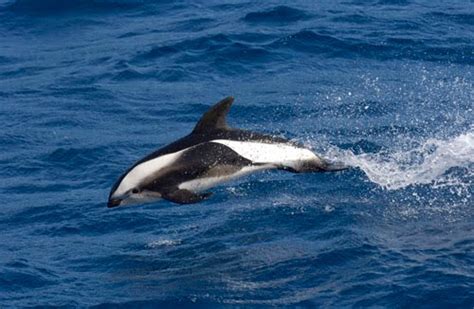 Time For Some Hourglass Dolphin Featured Creature