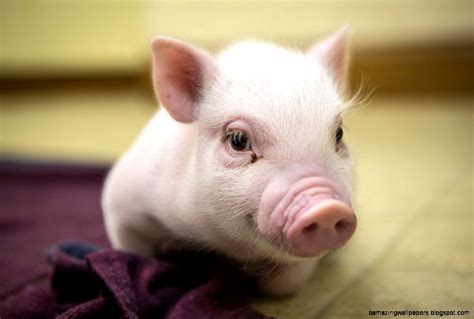 Really Cute Baby Pigs Amazing Wallpapers