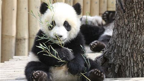 Hd Wallpaper Baby Panda Eat Giant Panda Bear Fauna Madrid Zoo