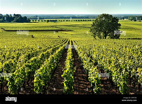 Burgundy Hi Res Stock Photography And Images Alamy