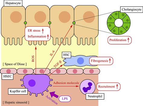Pathogenesis Of Kupffer Cells In Cholestatic Liver Injury The
