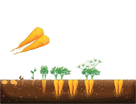 Carrot Plant Growth Stages The Growing Process Of Carrot From Seeds