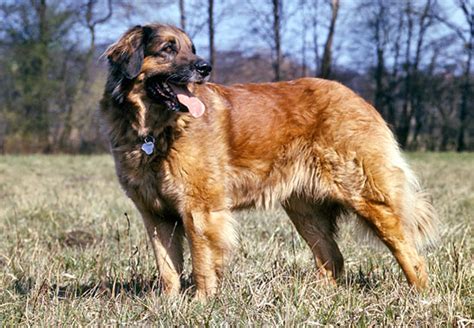 Leonberger Dog Breed Information