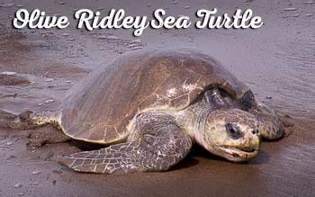They are omnivorous reptiles that live to be about 50 years old. Best Sea Turtle Beaches in Costa Rica + Volunteering ...