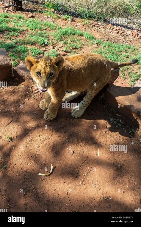 4 Month Old Spotted Lion Cub Panthera Leo Curiously Looking At The