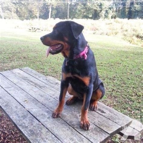 Rottweiler's are like a child to its owner. Rottweiler 6month old female puppy for sale R3500 ...