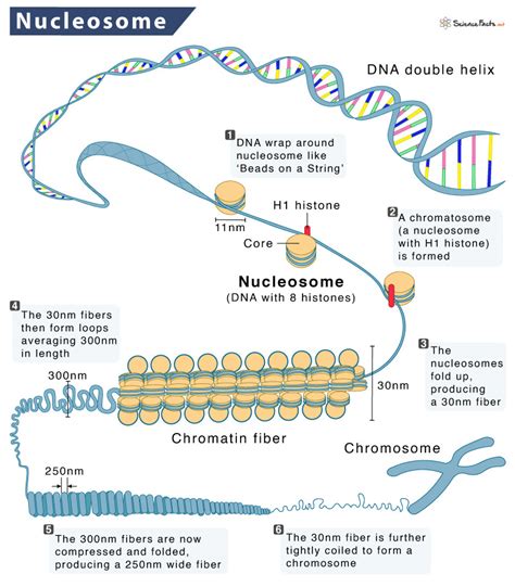 nucleosome definition structure functions and diagram