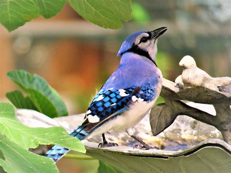 Blue Jay Animal Symbolism and Meanings Whats-Your-Sign.com