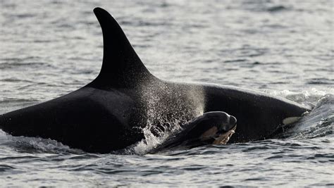 Confirmed Orca Baby Boom 6th Baby Whale Born News Yibad