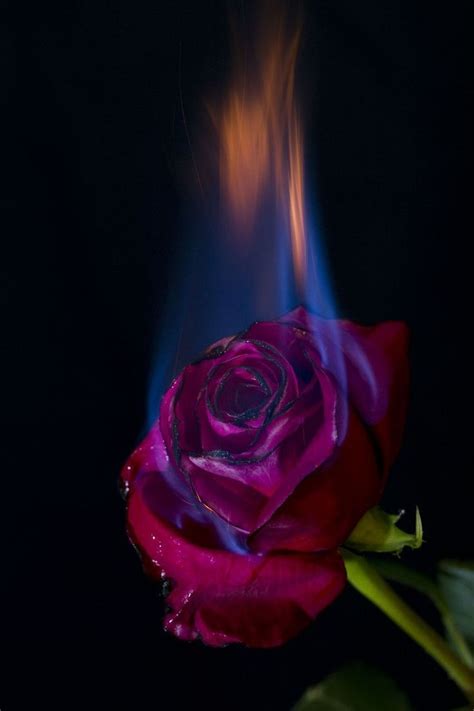 Rose Wallpaper Burning Rose Rose On Fire