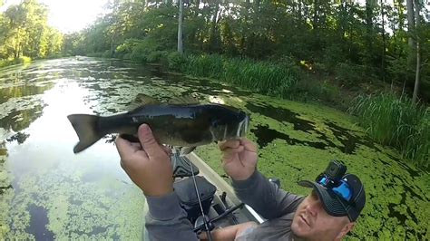 Frog Fishing For Bass In The Swamp Youtube