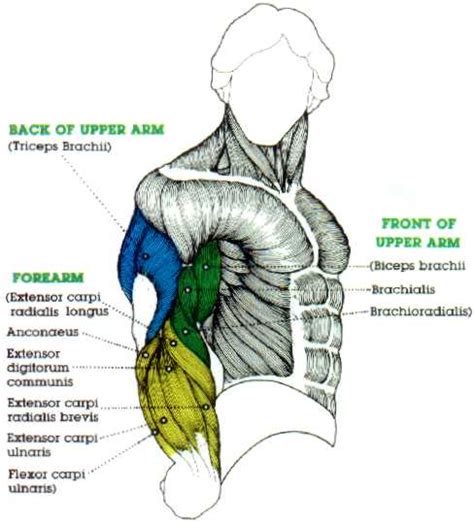 3d anatomy tutorial on the muscles of the upper arm using. HanhChampion Blogspot: Basic Arm Exercises