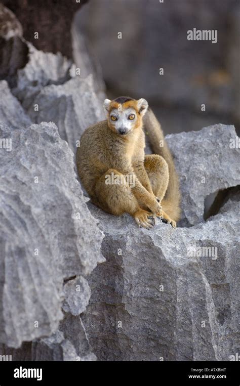 Crowned Lemur Male On Tsingy Tsingy Is Limestone Cast That Is Very