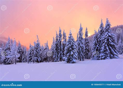 Marvelous Winter Sunrise High In The Mountains In Beautiful Forests And