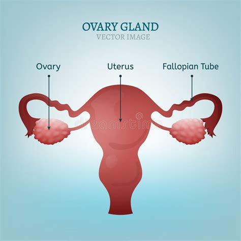 Ovary Stock Illustrations 4982 Ovary Stock Illustrations Vectors