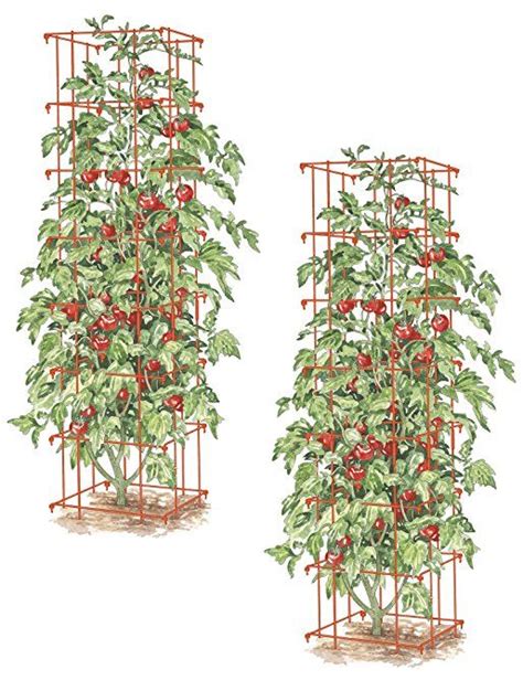 Maybe you would like to learn more about one of these? Amazon.com : Square Heavy Gauge Extra Tall Tomato Cage ...