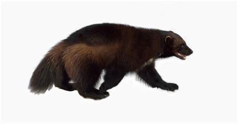 11 Amazing Wolverine Animal Facts Imp World