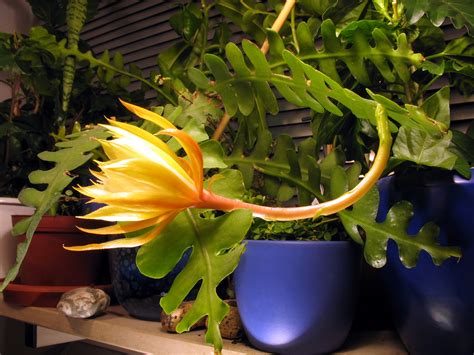 Digthedirt, a social gardening site with one of the most user friendly garden databases in the world. File:Epiphyllum anguliger flowering profile.jpg ...