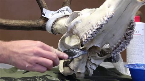 Best dining in daniel island, charleston: DIY European Elk Mount: Part 2 - YouTube