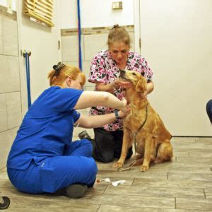 Our pet hospital is a warm and welcoming place for the care of. Certified Veterinarian Care - Dog & Cat Hospital - We Care ...