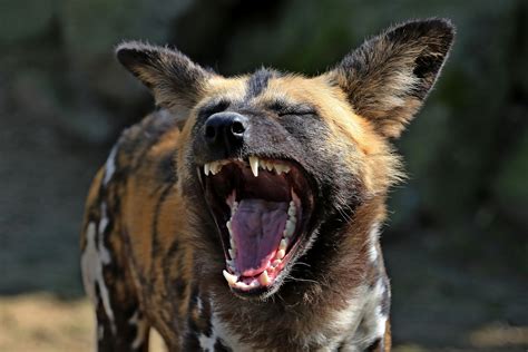 African Wild Dog African Hunting Dog Or Painted Wolf By Elli Stattaus