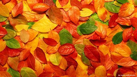 3d Leaves Wallpapers Top Free 3d Leaves Backgrounds Wallpaperaccess