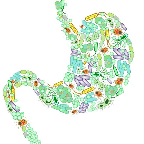 Introduction To Gut Bacteria Guts Uk
