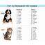 Top 10 Trendiest Cat And Dog Names