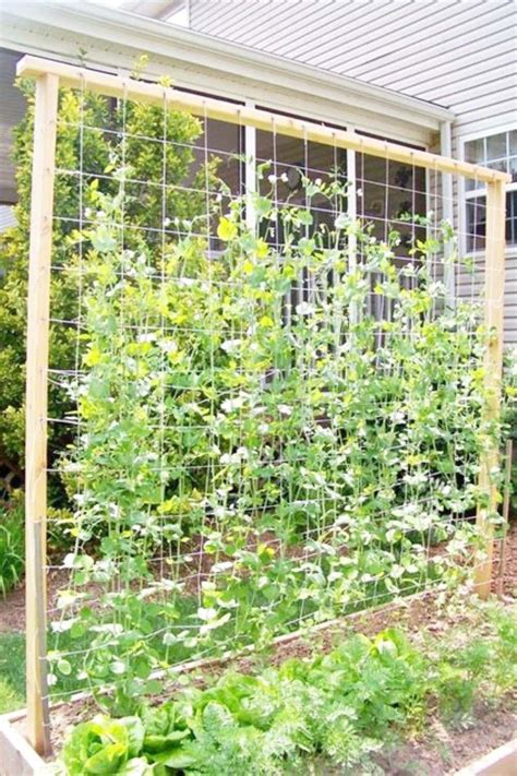 9 Amazing Diy Ideas How To Make Tomato Trellis In 2020 Garden