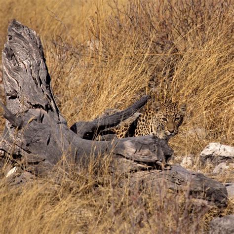 Camouflaged Leopard Stock Image Image Of Hides Looks 10854967