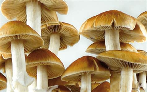 B Magic Mushrooms Psilocybe Cubensis Mushly