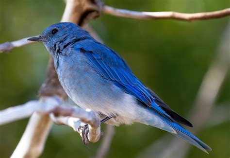 Filemountain Blue Bird 4 8045057780 Wikimedia Commons