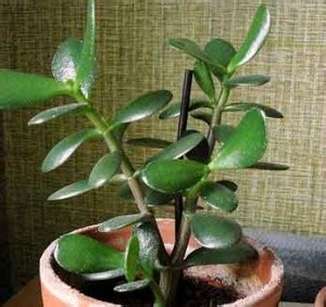 Yellow leaves that dry up from the tip inward: How To Grow And Care For The Jade Plant | How To Instructions