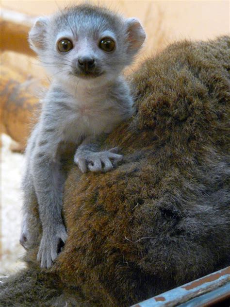 Baby Lemur On The Lookout Zooborns