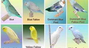Pacific Parrotlet Color Mutation Chart Bird And Blog
