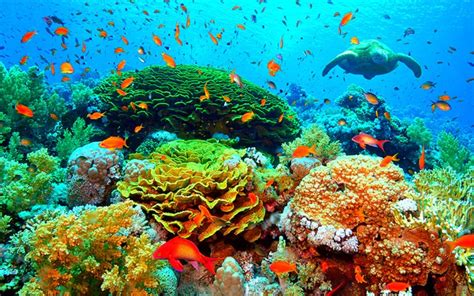 La Importancia De Los Arrecifes De Coral Para El Equilibrio