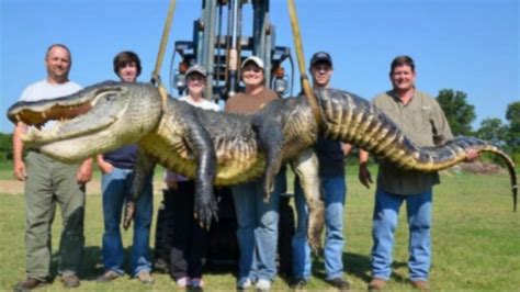 Record Breaking Alligator Hunting Season Video Abc News
