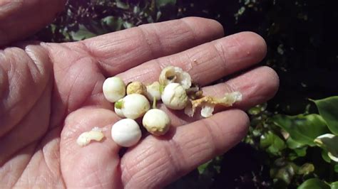 May 31, 2020 · while some flowering plants lure pollinators with their colors, others attract them with their scents. Update on Night Blooming Jasmine Tree - YouTube