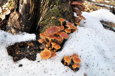 Flammulina Velutipes Winter Fungi Grow In The Forest Stock Photo