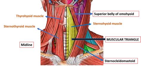 Anterior Triangle Of Neck Submental And Muscular Triangles