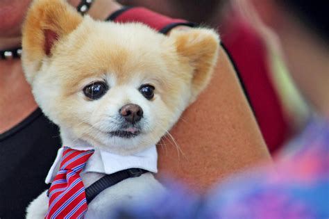 6 Of The Cutest Pomeranian Haircut Styles To Show Your Groomer