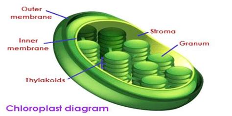 Ask questions about your assignment. Chloroplast - QS Study
