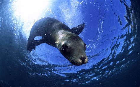 Seal Full Hd Wallpaper And Background Image 1920x1200 Id429975