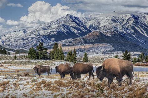 Buffalo Herd In Yellowstone National Park Photograph By Randall Nyhof