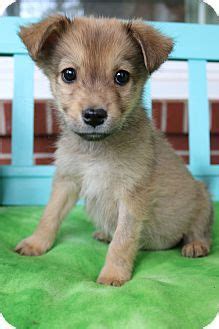 Healthy, happy puppies from our home to yours. Hagerstown, MD - Pomeranian/Beagle Mix. Meet Deeks, a ...